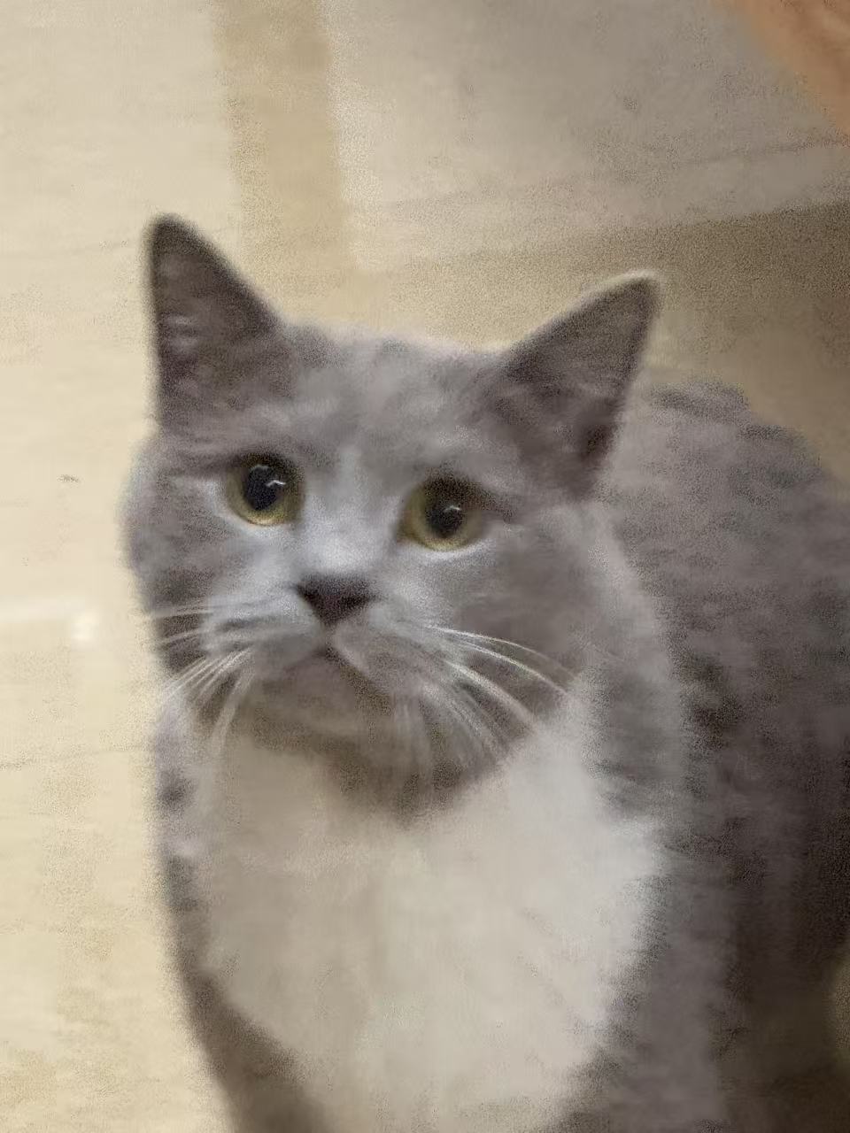 十一